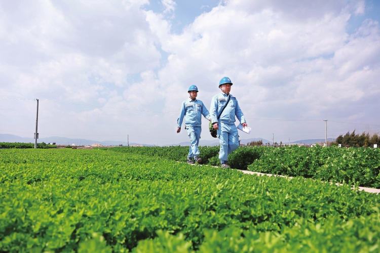 云南玉溪供電局組織黨員服務隊到田間地頭保障農(nóng)戶春灌用電