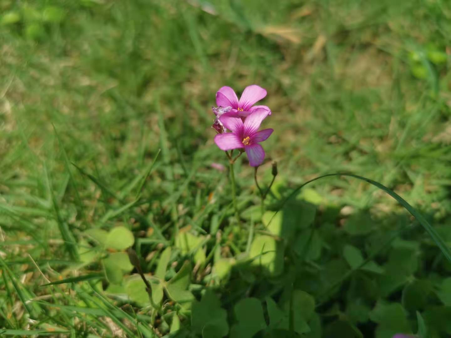 我在盛夏中尋你