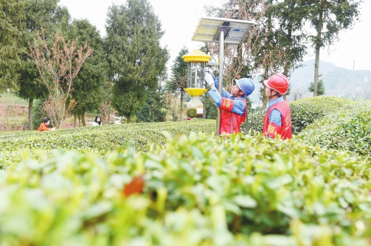 貴州印江供電局電力護(hù)航茶園飄香