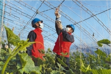 遼寧建平：供電服務(wù)送進(jìn)農(nóng)戶(hù)大棚