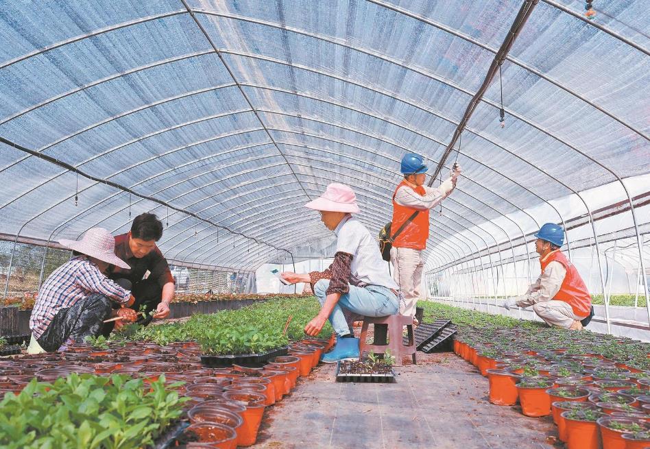 重慶大足：電力添動能 百花齊爭艷