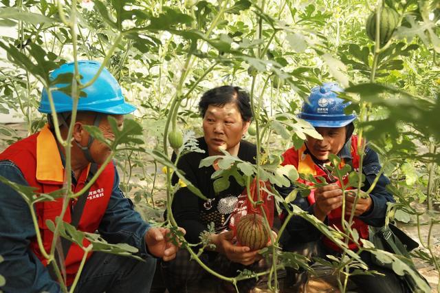 國網(wǎng)修武縣供電公司：果蔬俏人心甜 可靠電護富路