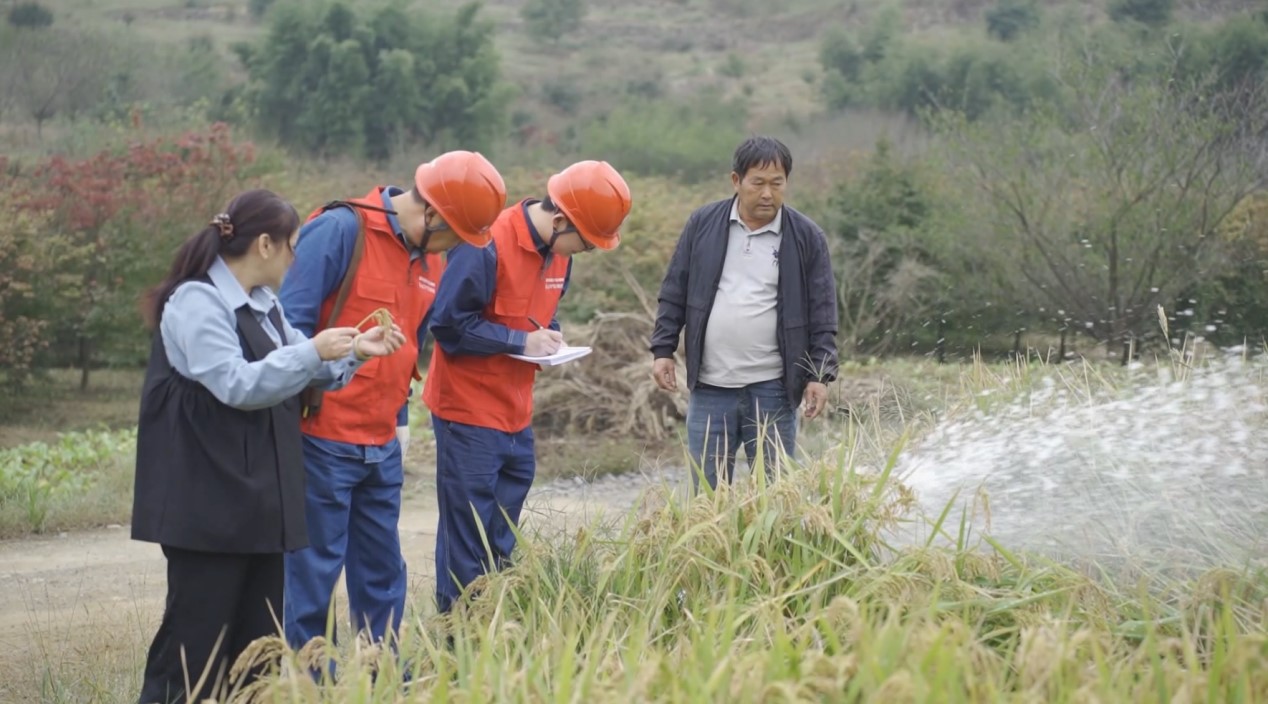 浙江嵊州電力護(hù)航 助力水稻喜獲豐收